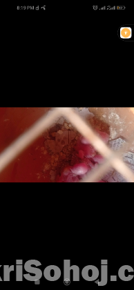 বাজরিগার